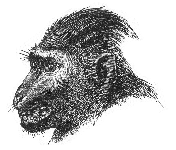 Macaca nigra In public domain